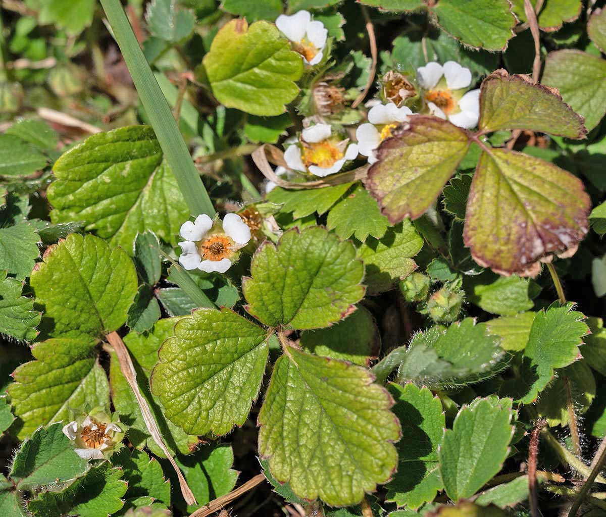 Habitus